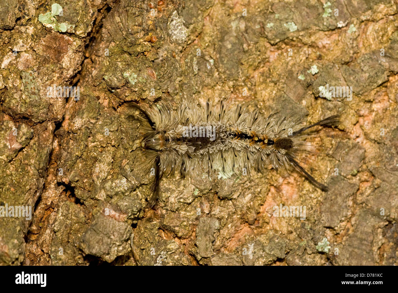Top view Southern tussock moth caterpillar Dasychira meridionalis on tree bark Stock Photo