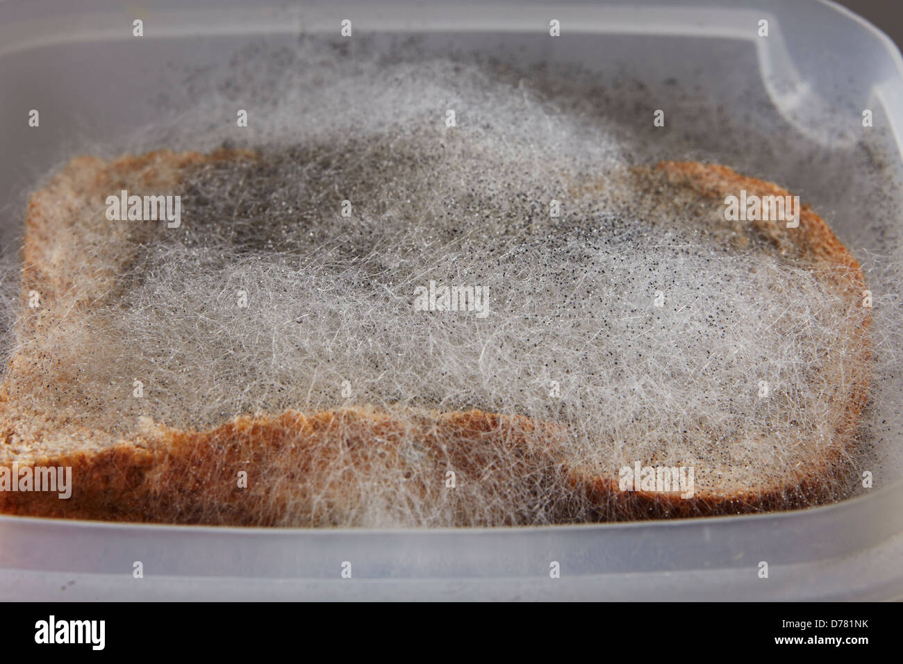 Black Bread Mould (Rhizopus stolonifer Stock Photo - Alamy