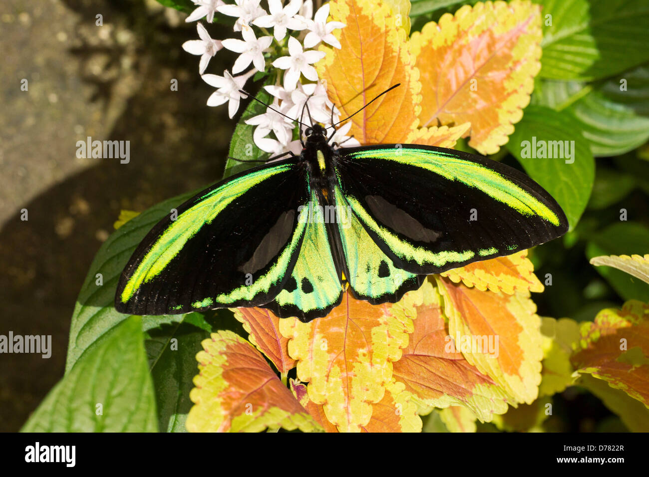 Male common green birdwing butterfly Ornithoptera priamus nectaring on white pentas Stock Photo