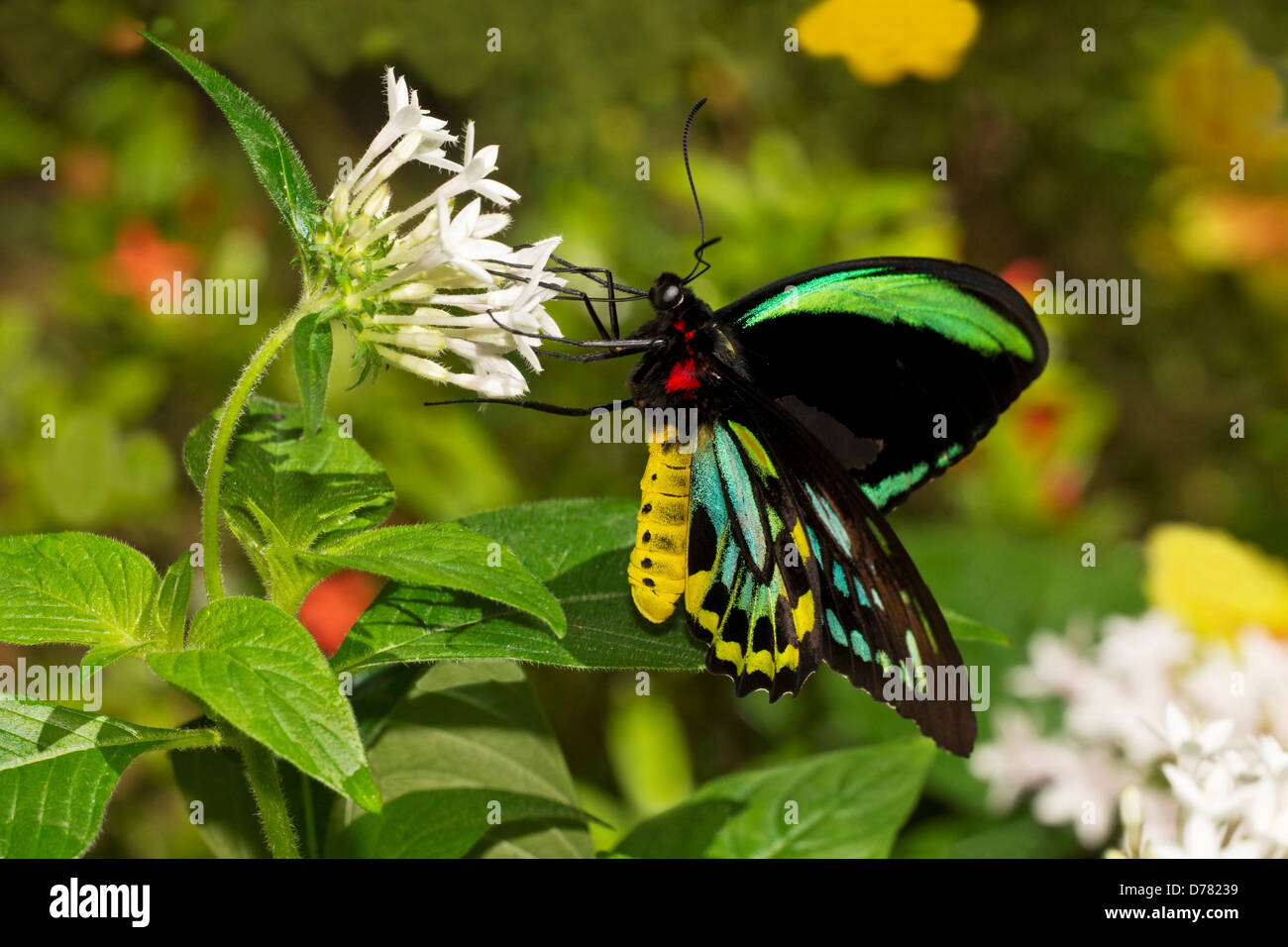 Male common green birdwing butterfly Ornithoptera priamus nectaring on white pentas Stock Photo