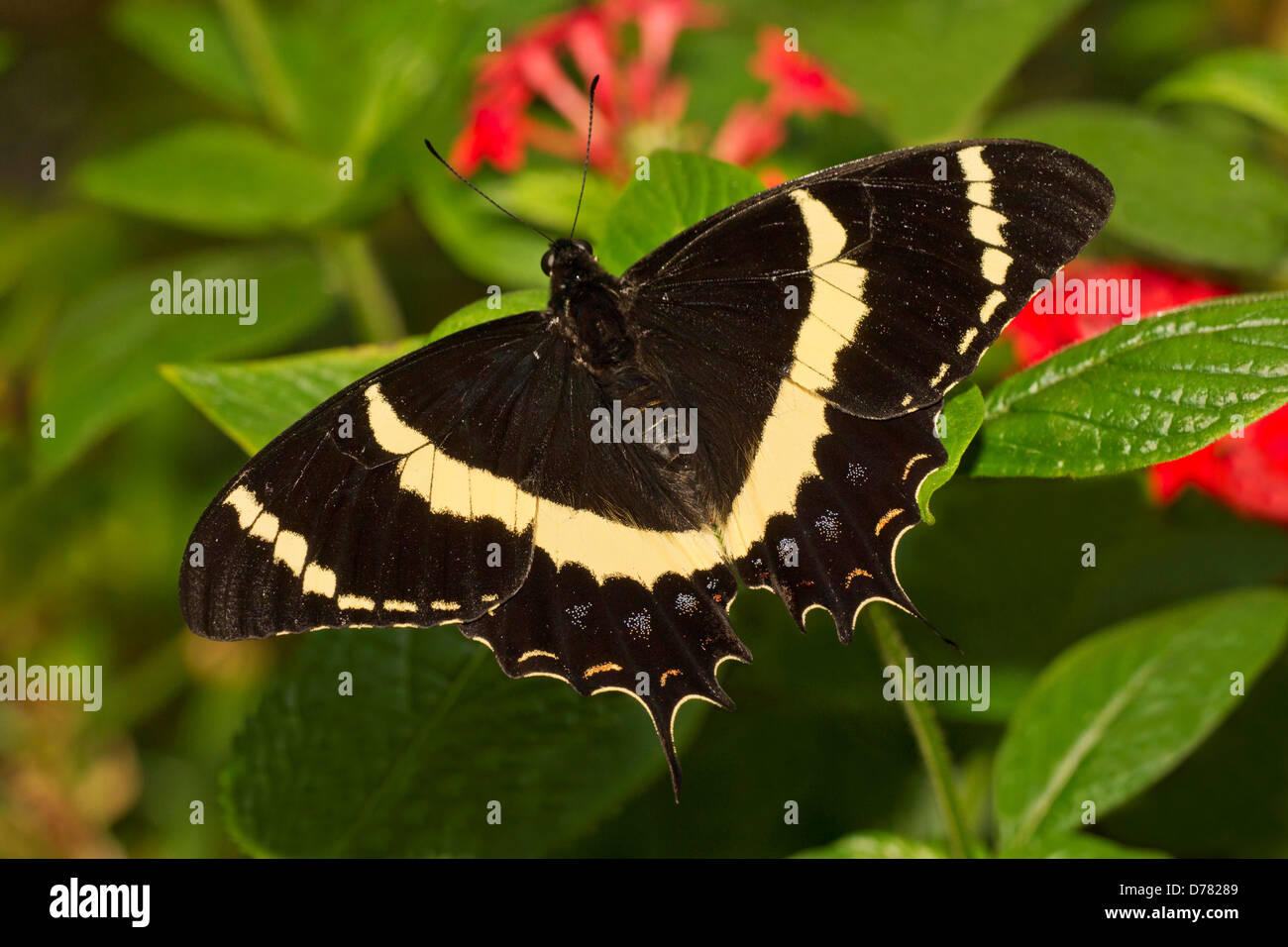 Male magnificent swallowtail butterfly papilio garamas perched on red pentas Stock Photo