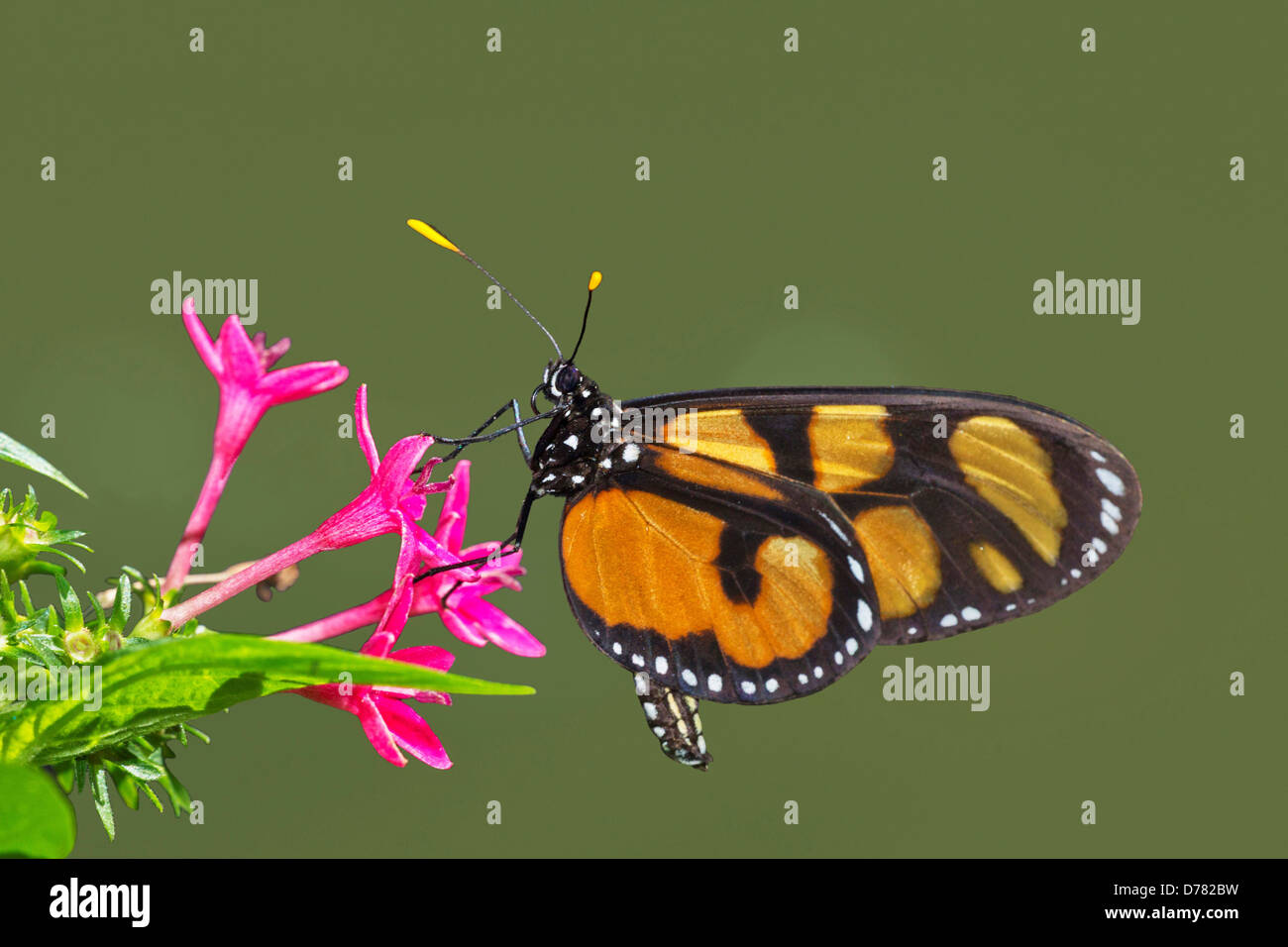 Spotted amberwing butterfly Thyridia Psidii perched on pink pentas Stock Photo