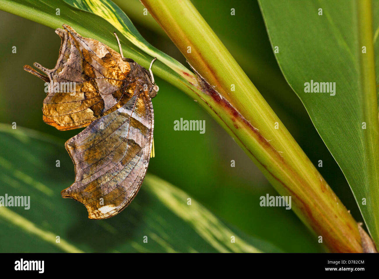 Consul Fabius Tiger leafwing butterfly Consul fabius erched on green stem Stock Photo ...