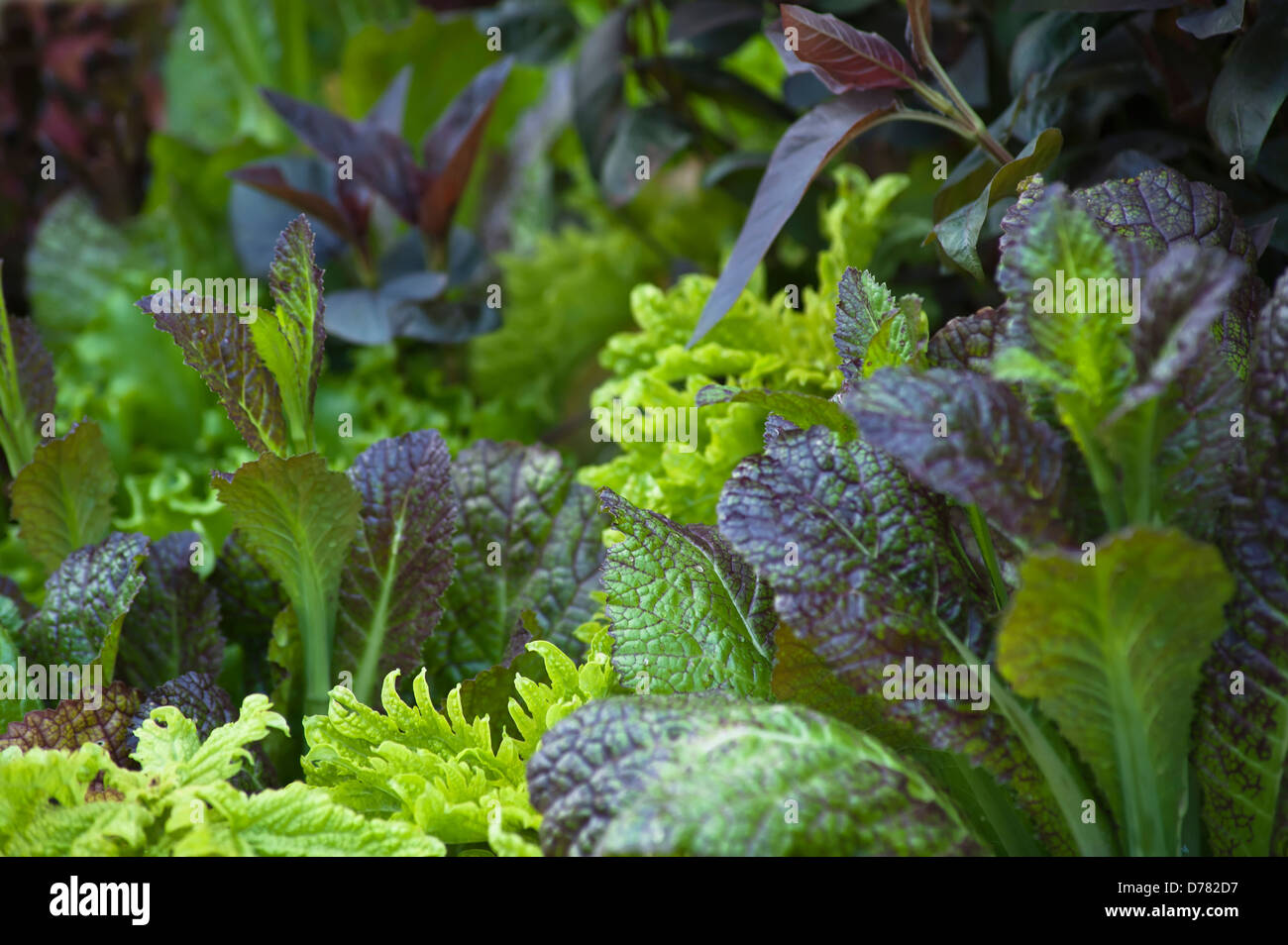 Mustard greens, Brassica juncea, growing with Purple basil, Ocimum