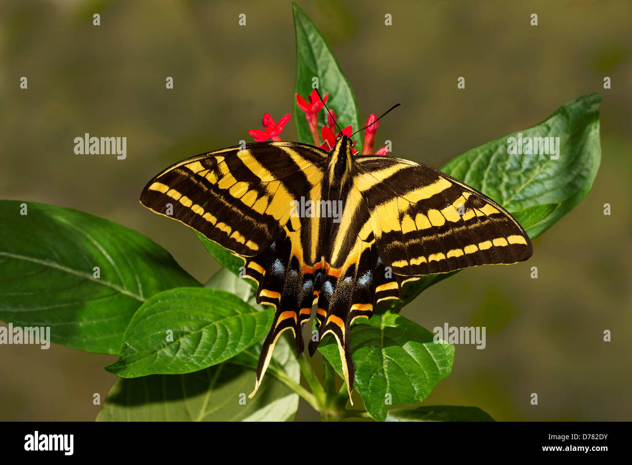 Three Tailed Tiger Swallowtail butterfly Papilio Pilumnus perched on red pentas Stock Photo