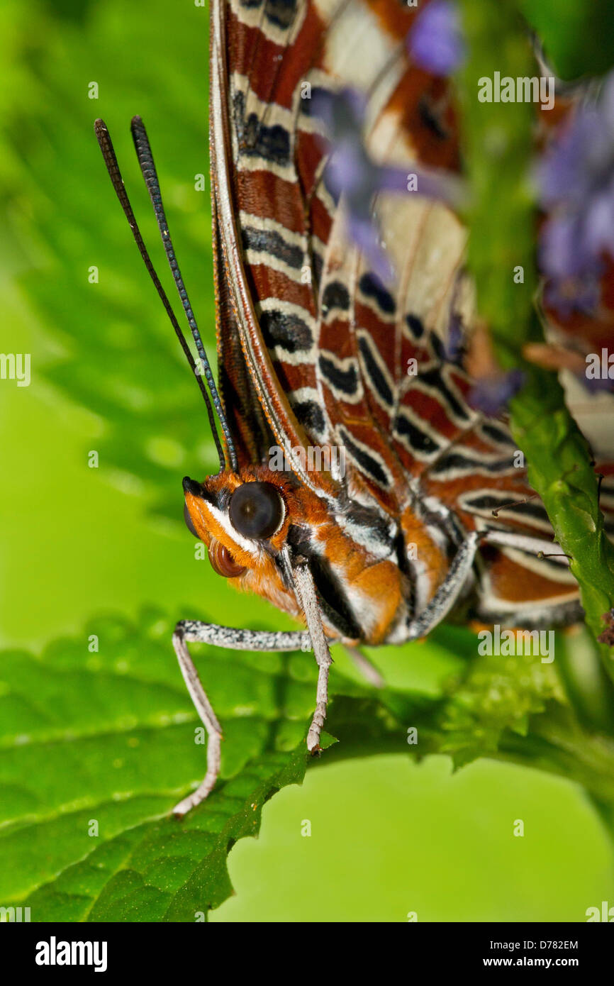 White-barred charaxes butterfly Charaxes brutus) Stock Photo