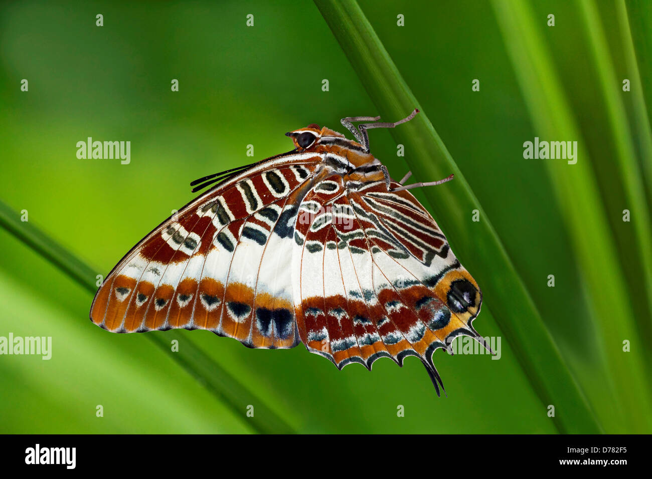 White-barred charaxes butterfly Charaxes brutus perched on green stem Stock Photo