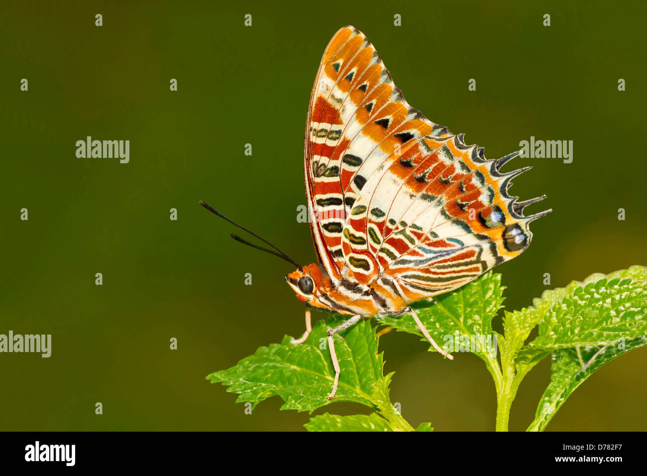 White-barred charaxes butterfly Charaxes brutus perched on green leaf Stock Photo