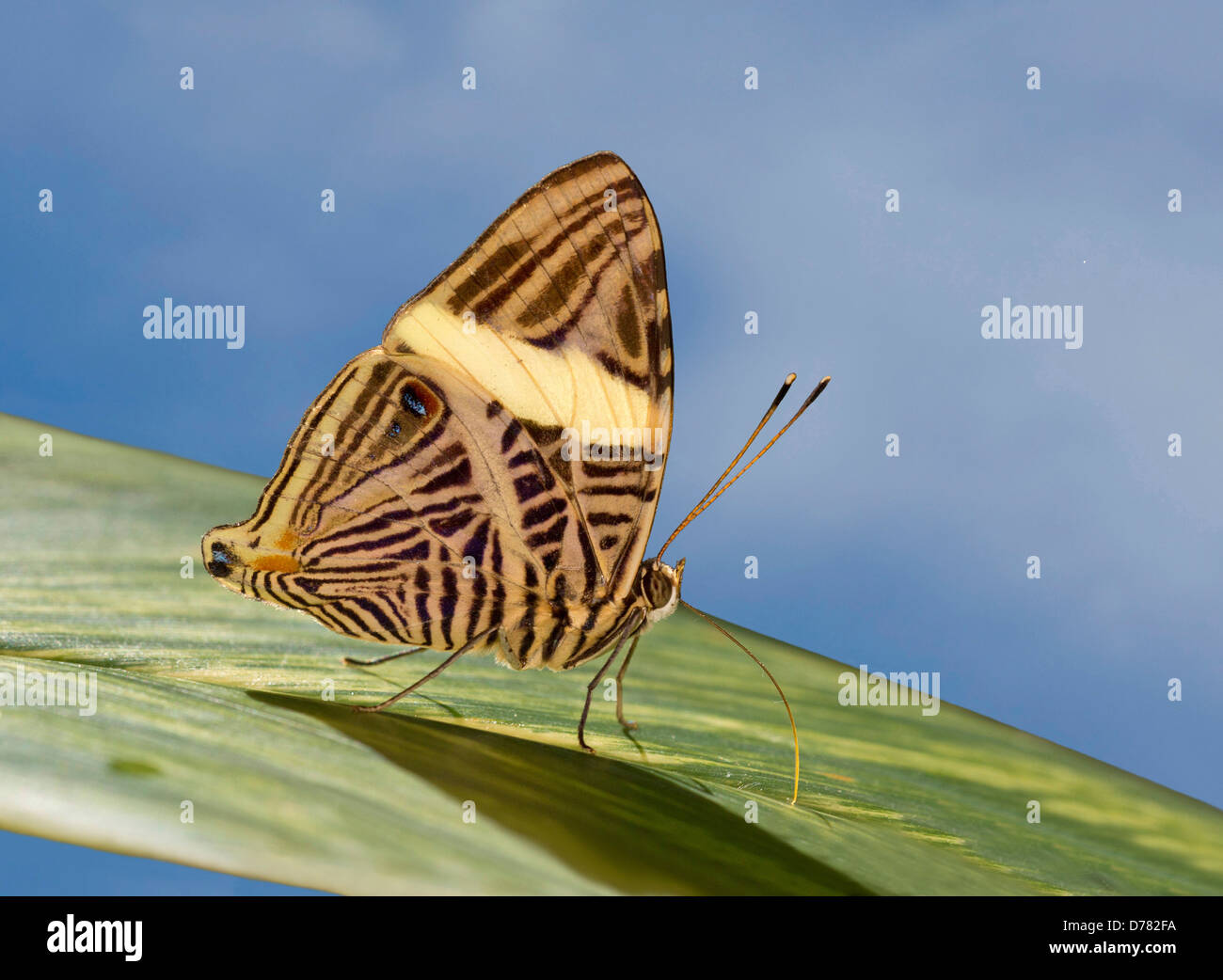 Zebra mosaic butterfly Colobura dirce drinking water while perching on palm leaf Stock Photo