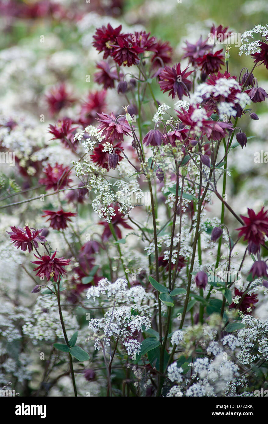 Aquilegia vulgaris 'Nora Barlow' growing amongst umbels of small, white flowers of Anthriscus sylvestris, cow parsley. Stock Photo