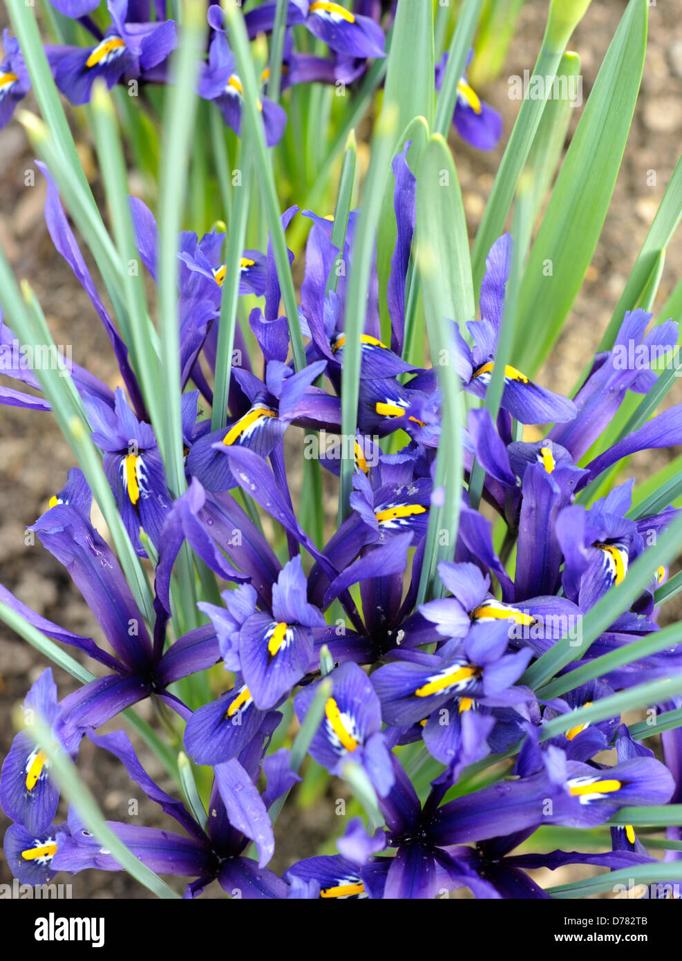 Dwarf iris in flower. Stock Photo