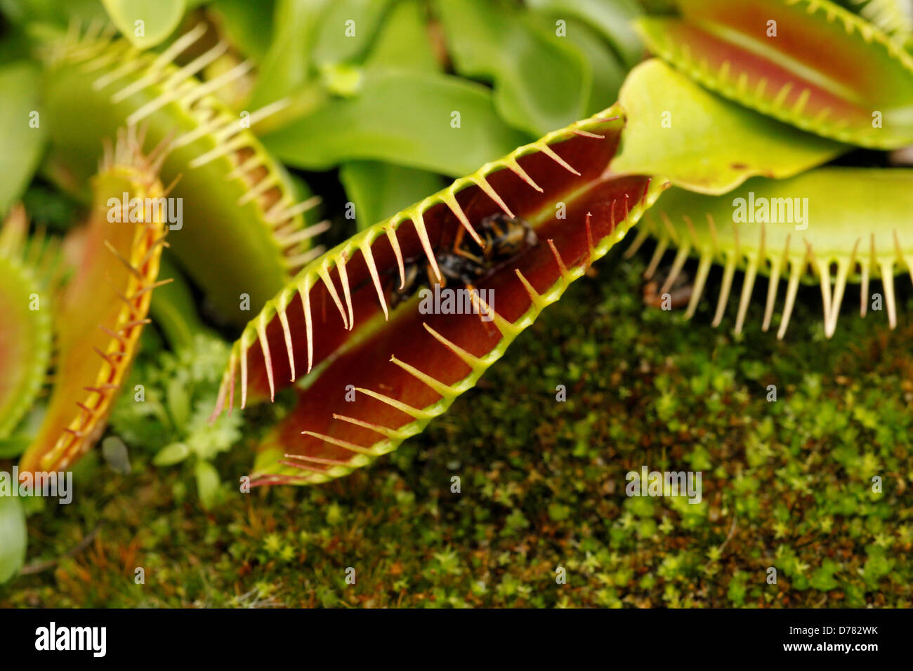 Venus flytrap plant dead wasp inside Stock Photo Alamy