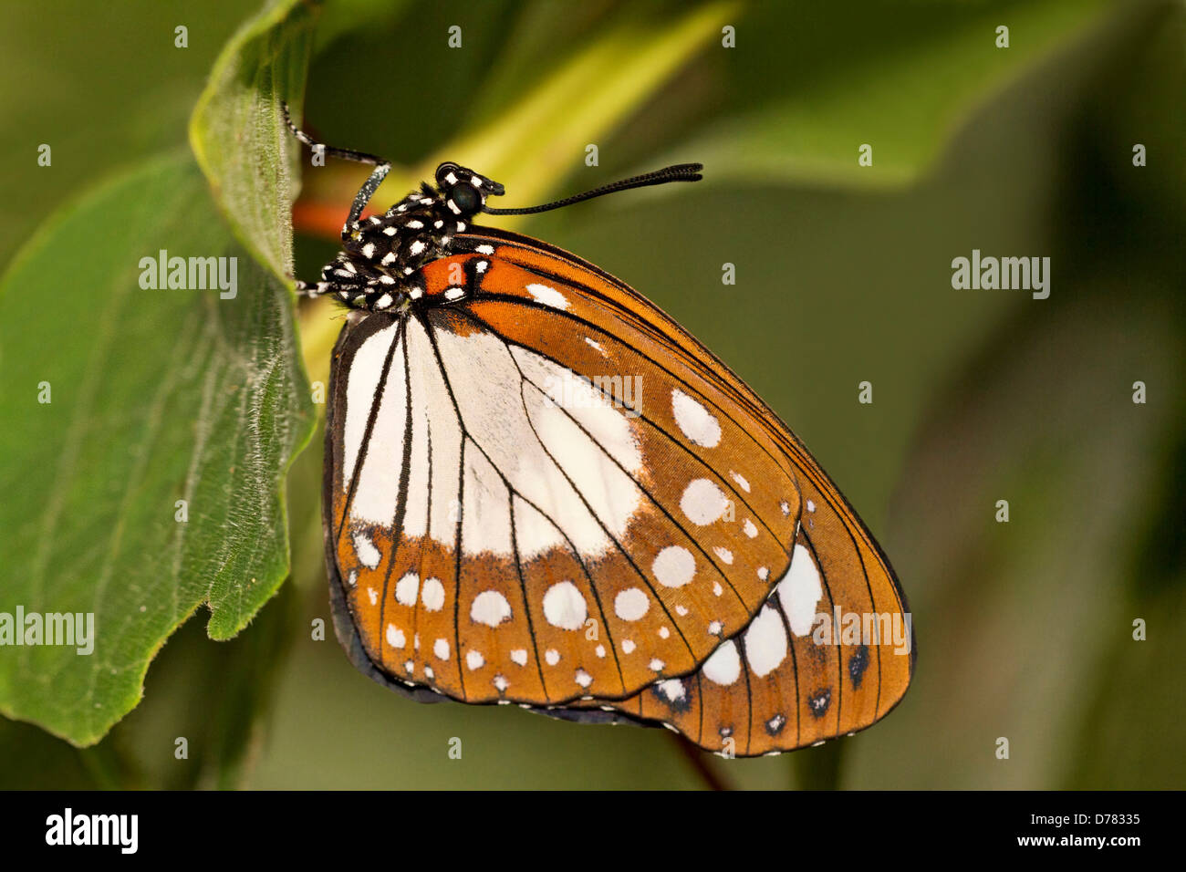 Bộ sưu tập cánh vẩy 4 - Page 24 Female-forest-queen-butterfly-euxanthe-wakefieldi-perched-on-green-D78335