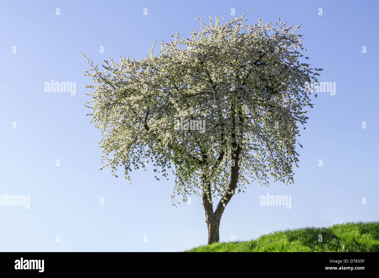 spring flowering apple trees Stock Photo
