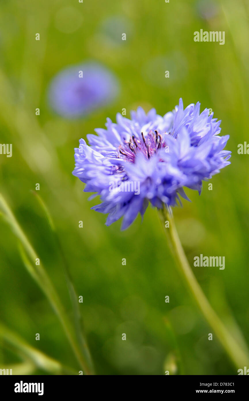 Cornflower, Centaurea cyanus Stock Photo Alamy