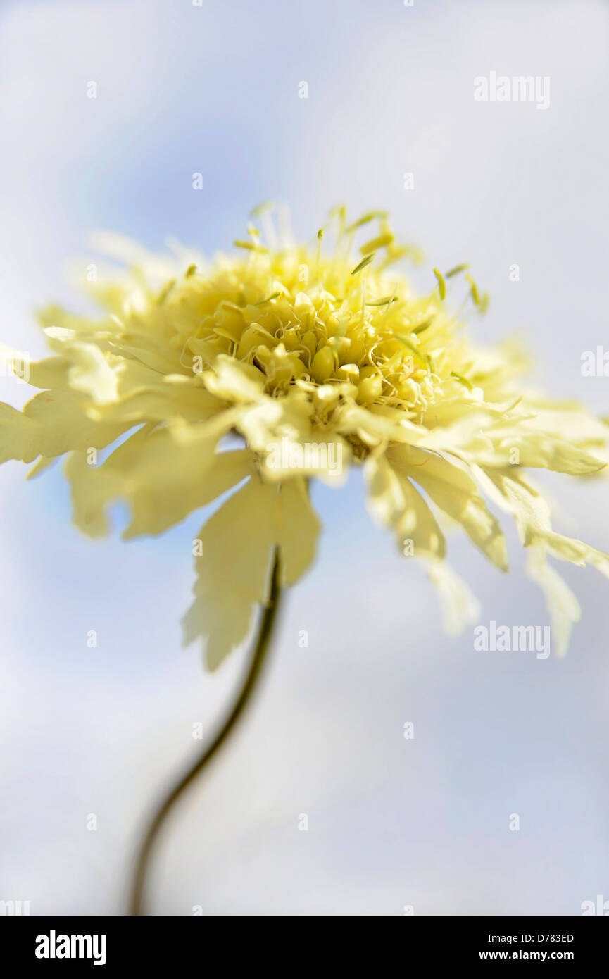 Pale yellow scabious flower, Cephalaria gigantea against blue sky with white cloud. Stock Photo