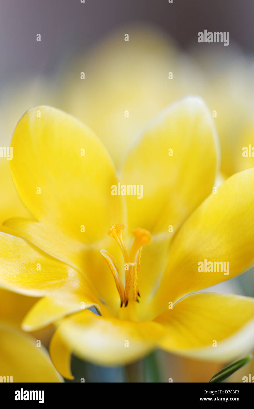 Crocus chrysanthus 'Cream Beauty' Stock Photo