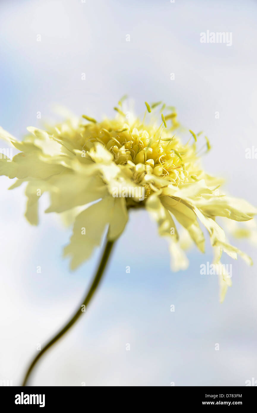 Pale yellow scabious flower, Cephalaria gigantea against blue sky with white cloud. Stock Photo