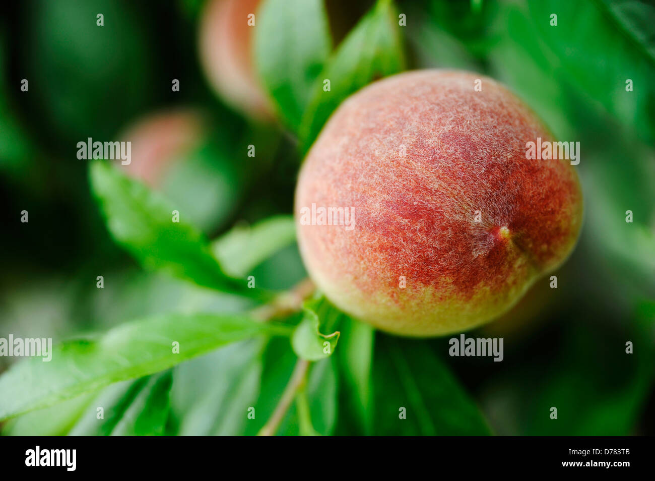 Peach, Prunus persica growing from tree. Stock Photo