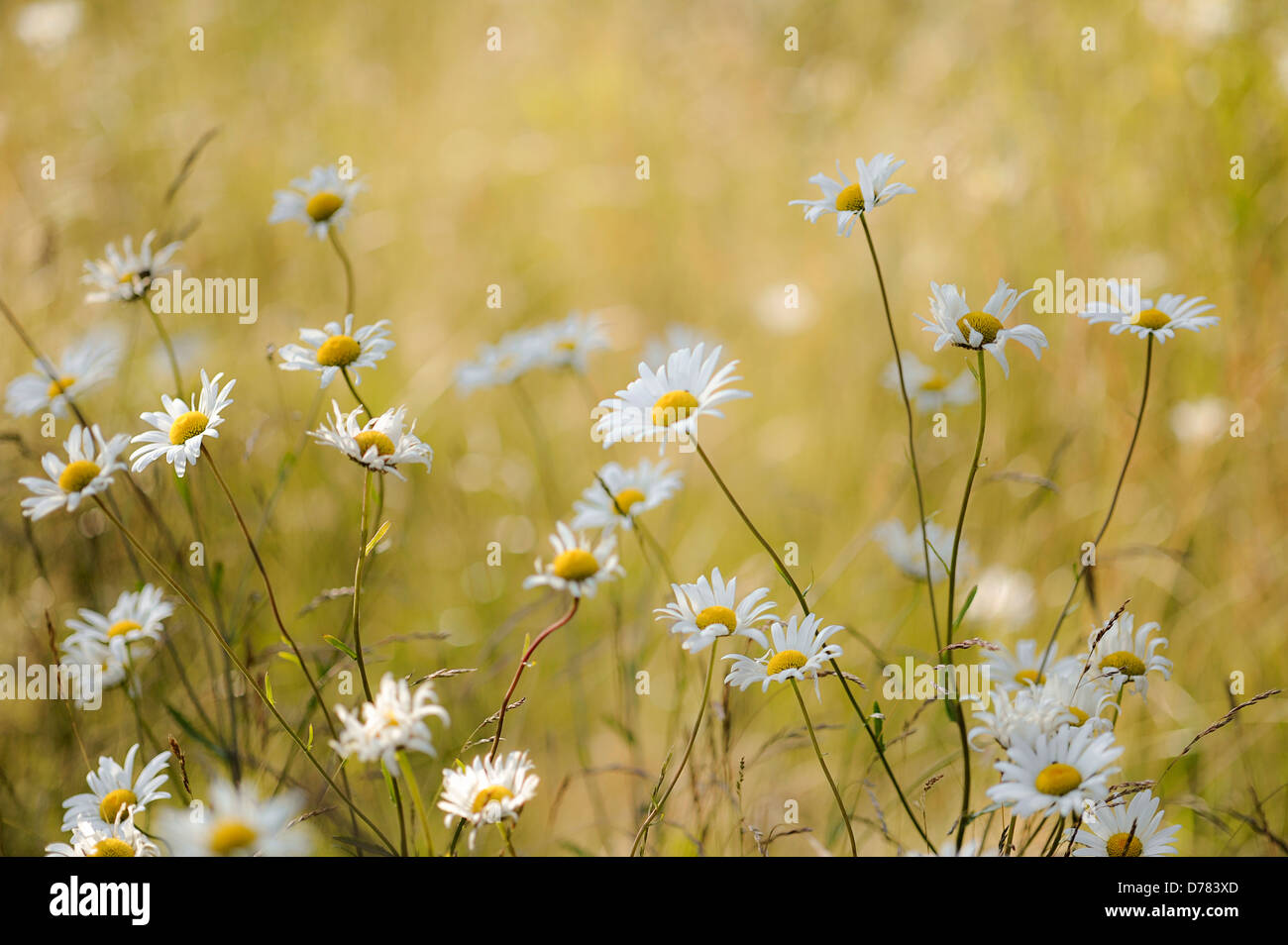 Ox-eye daisies growing together. Stock Photo