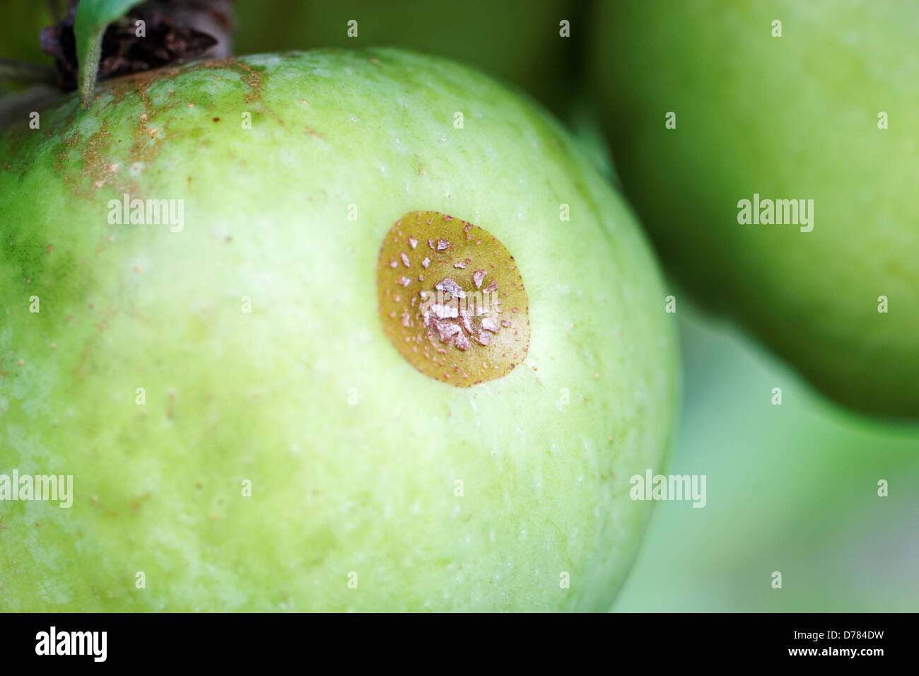 Capsid Bug damage on an apple on the tree Stock Photo