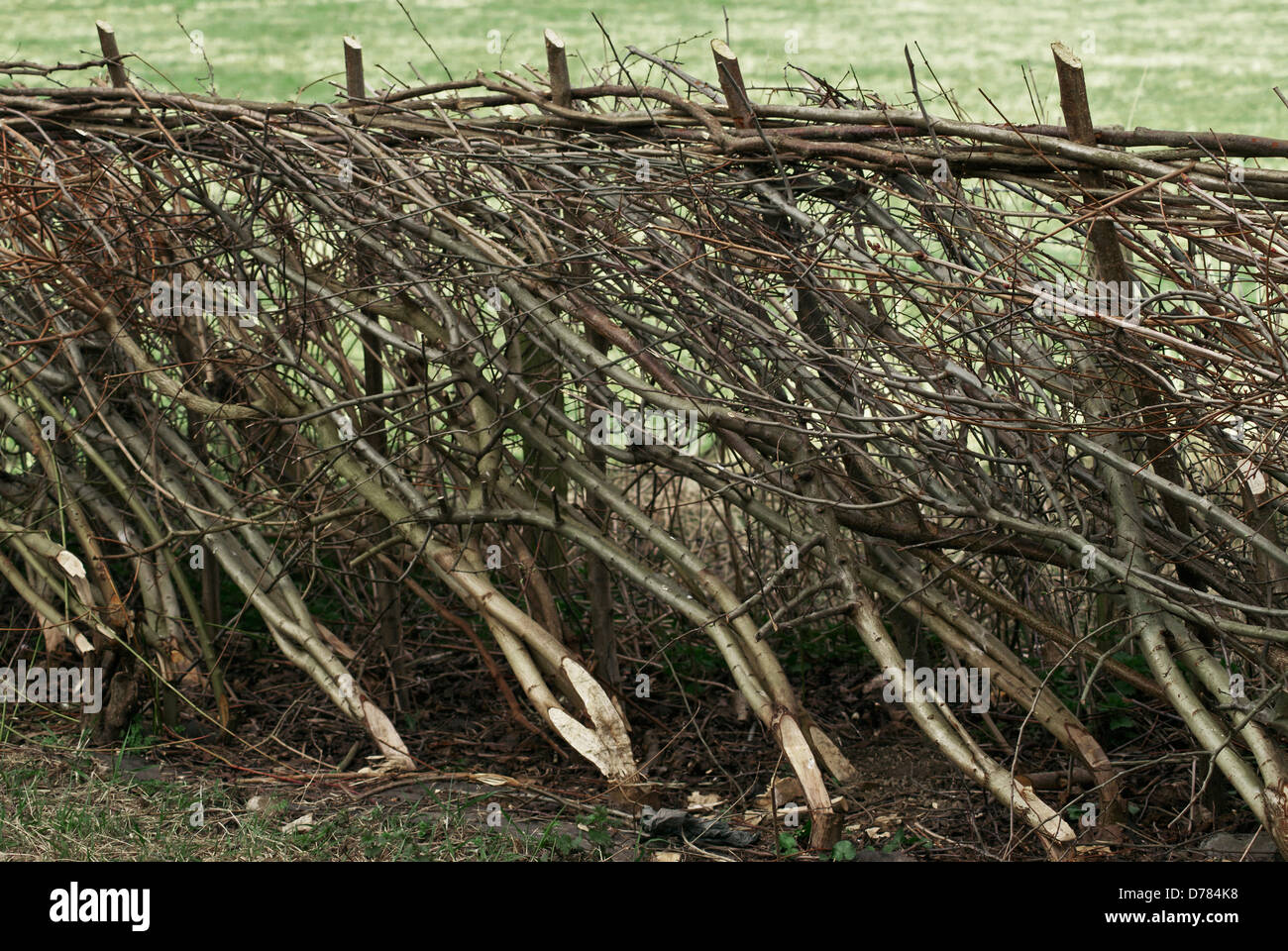 Hazel, Corylus avellana, cut and laid for hedging. Stock Photo