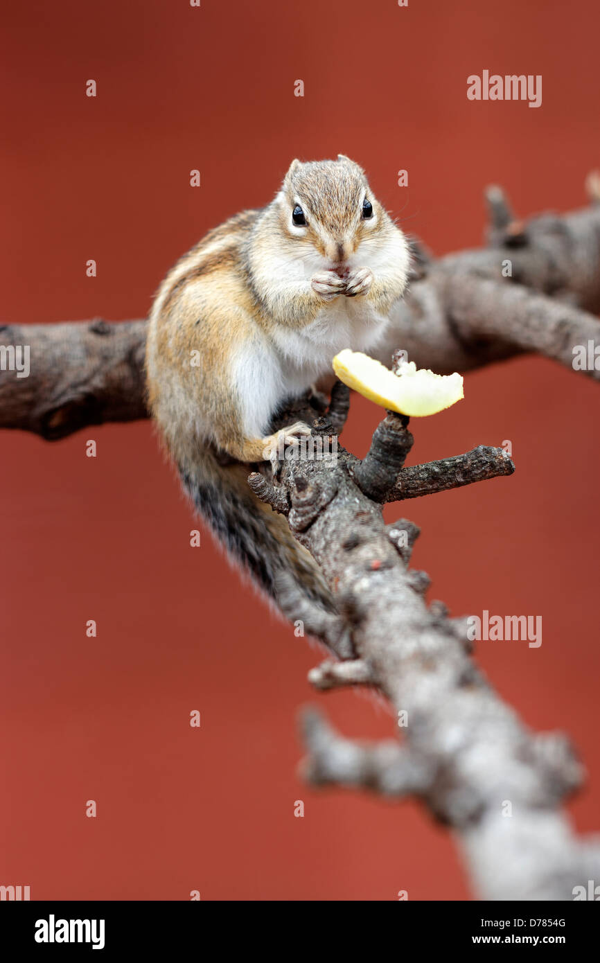 Siberian Chipmunk (Tamias sibiricus) eating a piece of fruit in its enclosure Stock Photo