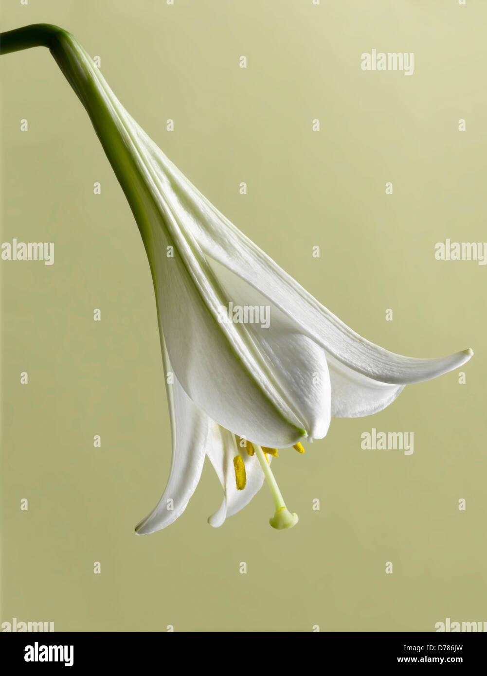 Close shot of funnel shaped white flower of Easter lily, Lilium longiflorum. Stock Photo