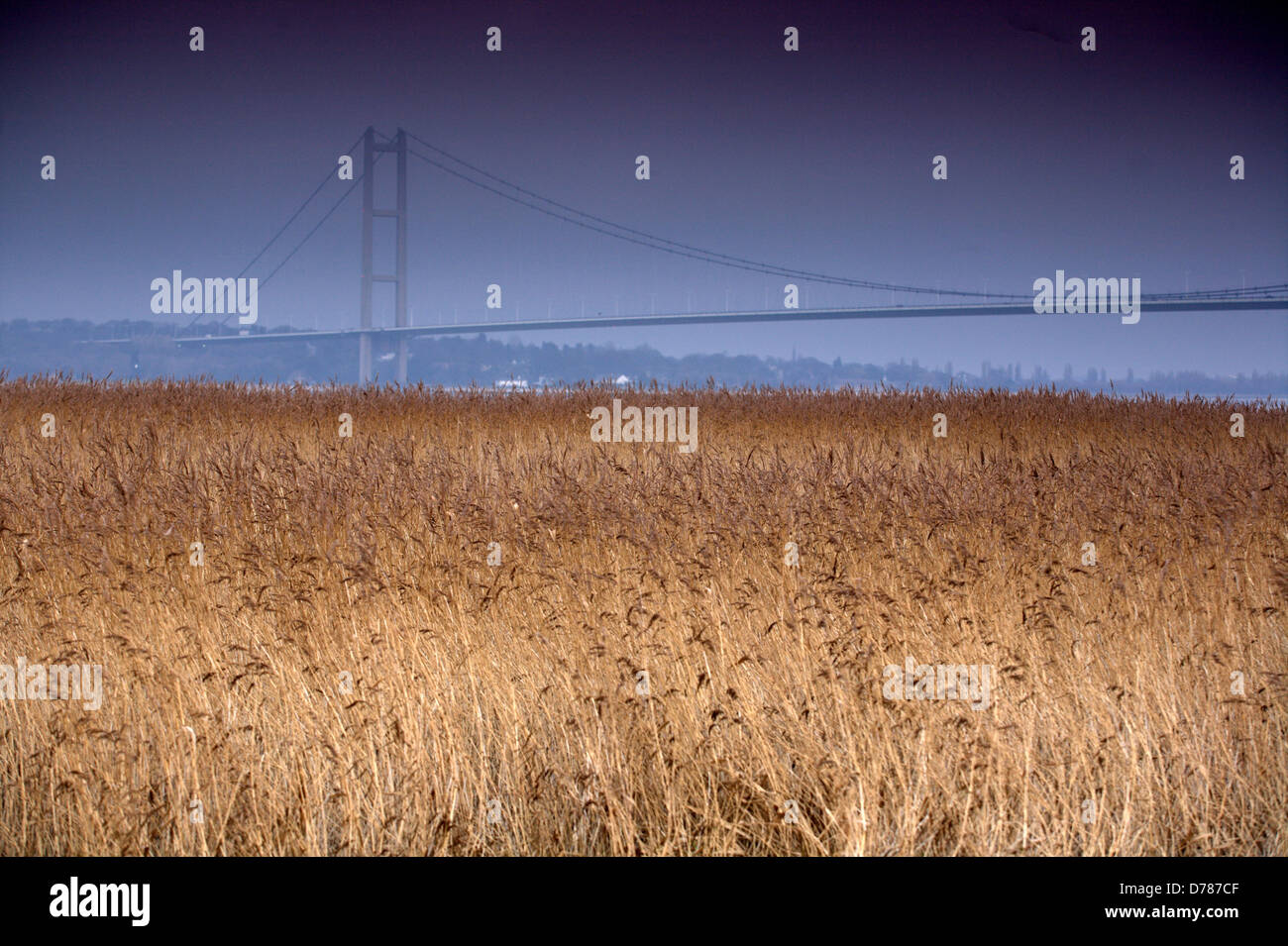 The Humber Bridge taken from the South Bank of the Humber with reed beds in foreground Stock Photo