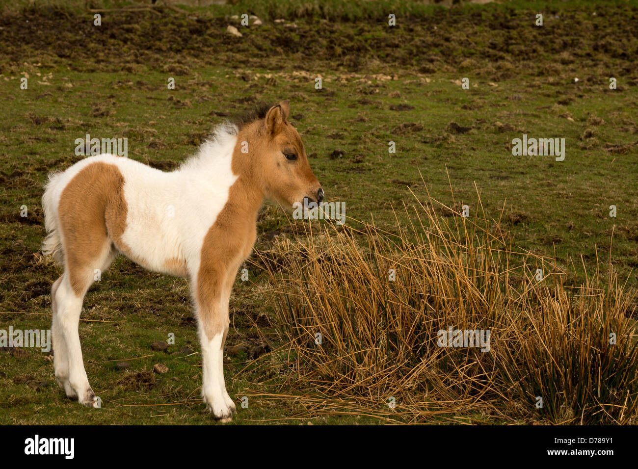 Young foal Dartmoor national park Devon Uk Stock Photo
