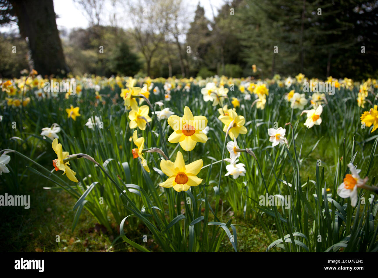 Field of Daffodils Stock Photo Alamy