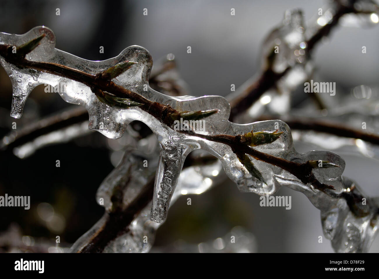 Icicles forming on a winter flowering honeysuckle Lonicera fragrantissima in Nottingham, during a particularly cold March Stock Photo