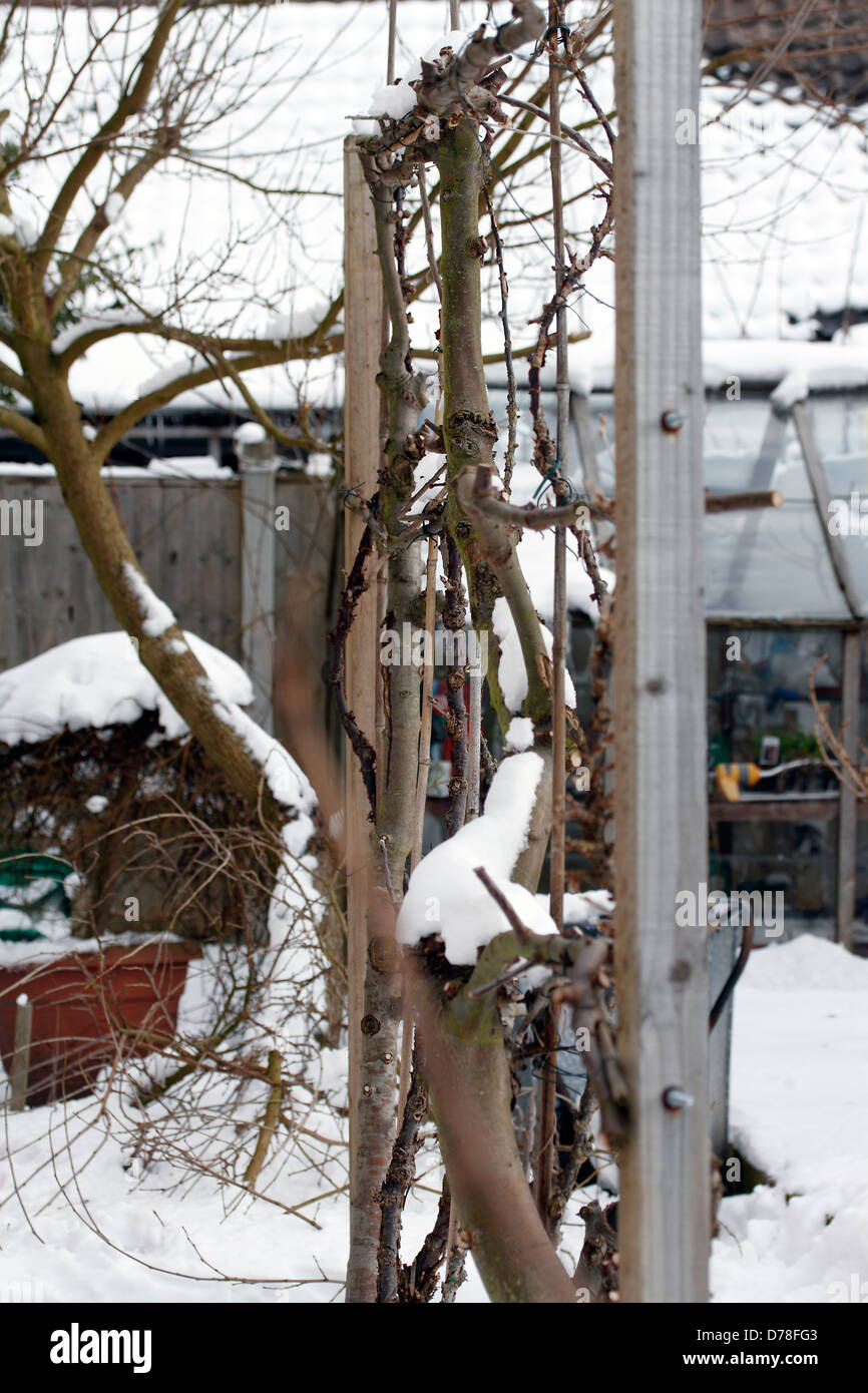 Freezing cold weather affecting the garden, cordoned apple - Malus domestica, pear Pyrus communis and gooseberry Ribes uva-crispa plants in Nottingham, during a particularly cold March Stock Photo