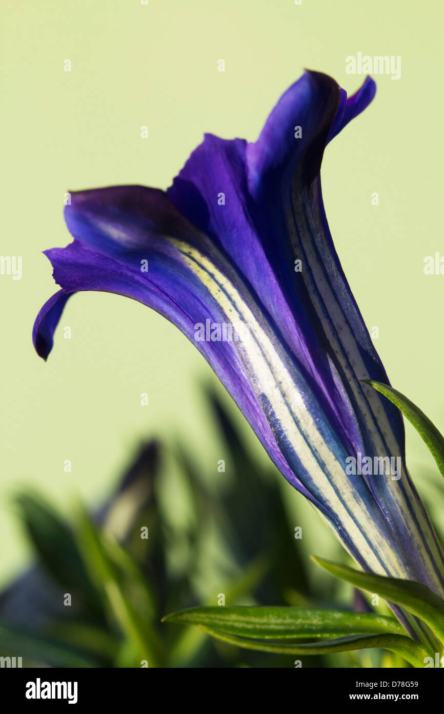 Single, funnel shaped flower of Gentiana sino-ornata Shot Silk of rich blue colour striped with white. Stock Photo
