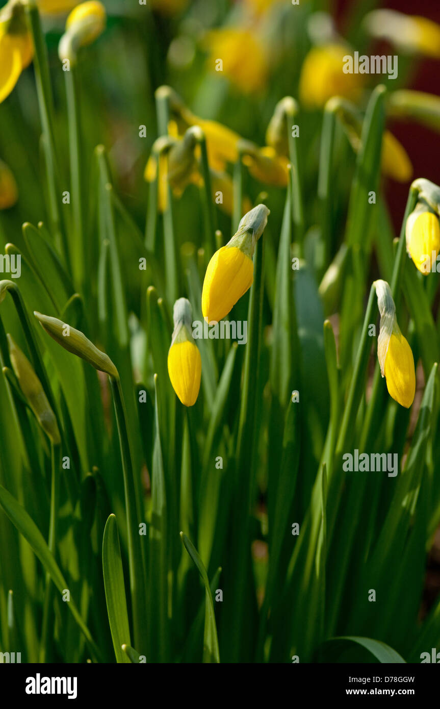 Daffodil Flower Bud Stock Photo Alamy