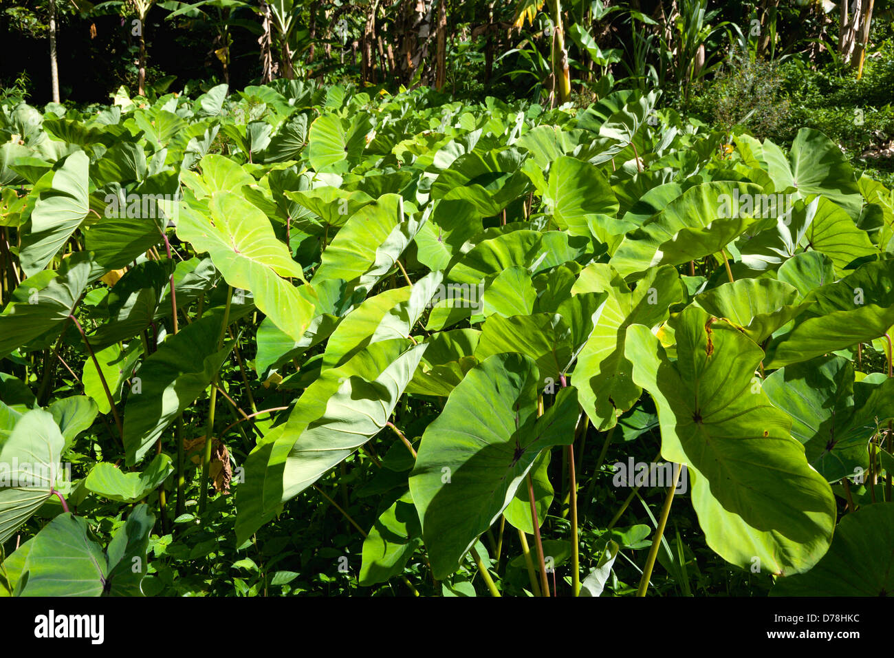 Caribbean, West Indies, Windward Islands, Grenada, Callaloo crop growing beside banana trees in countryside of St John parish Stock Photo