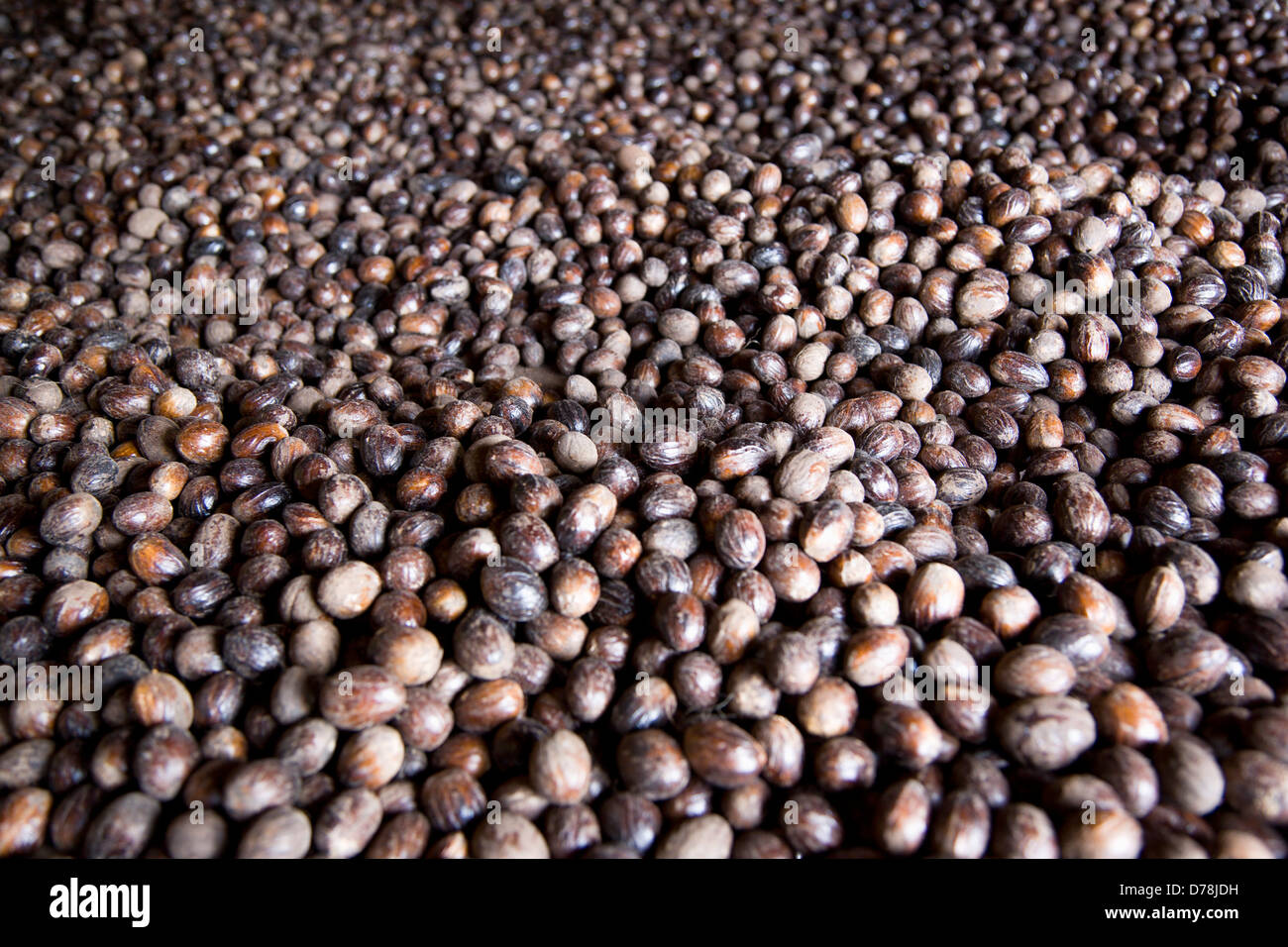 Caribbean, Windward Islands, Grenada, Nutmegs, Myristica fragrans, drying on racks in the Gouyave Nutmeg Processing factory. Stock Photo