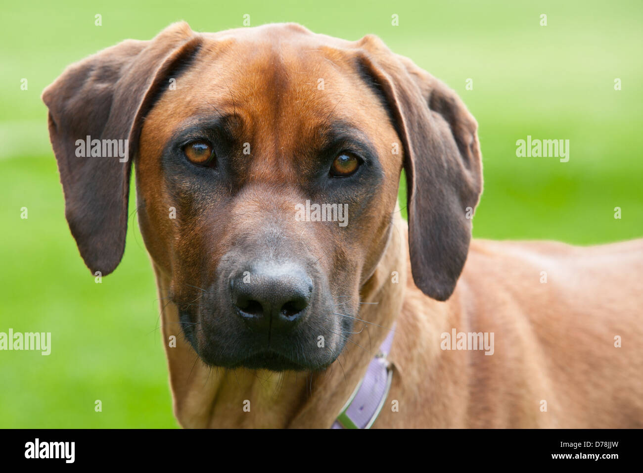 A rhodesian ridgeback with an inquisitive face in Australia Stock Photo