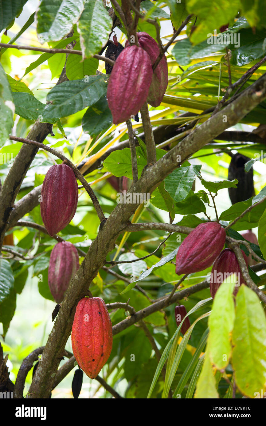 West Indies, Windward Islands, Grenada, Unripe purple and ripening orange cocoa pods growing from the branch of a cocoa tree. Stock Photo
