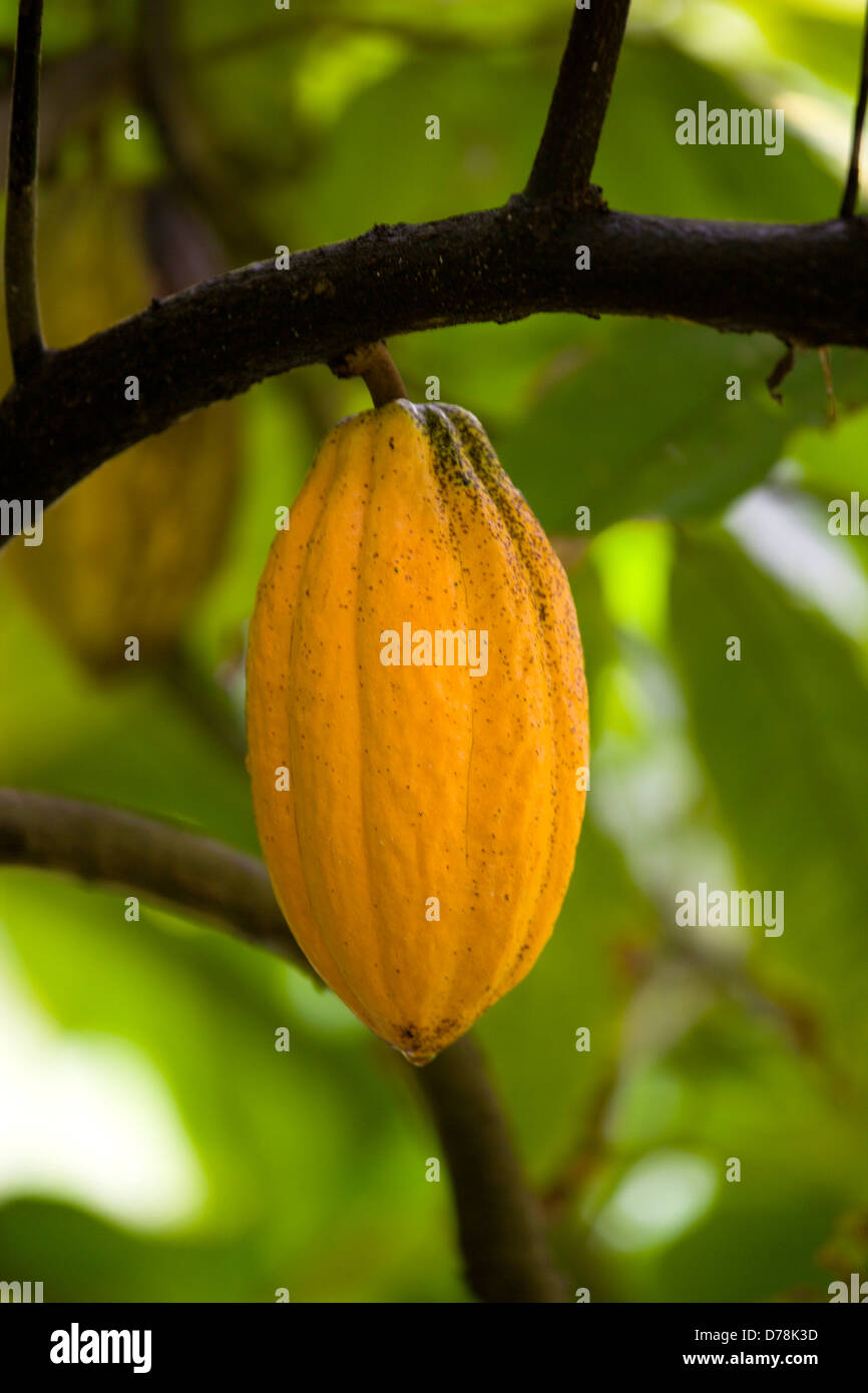West Indies, Windward Islands, Grenada, Ripe yellow cocoa pod growing