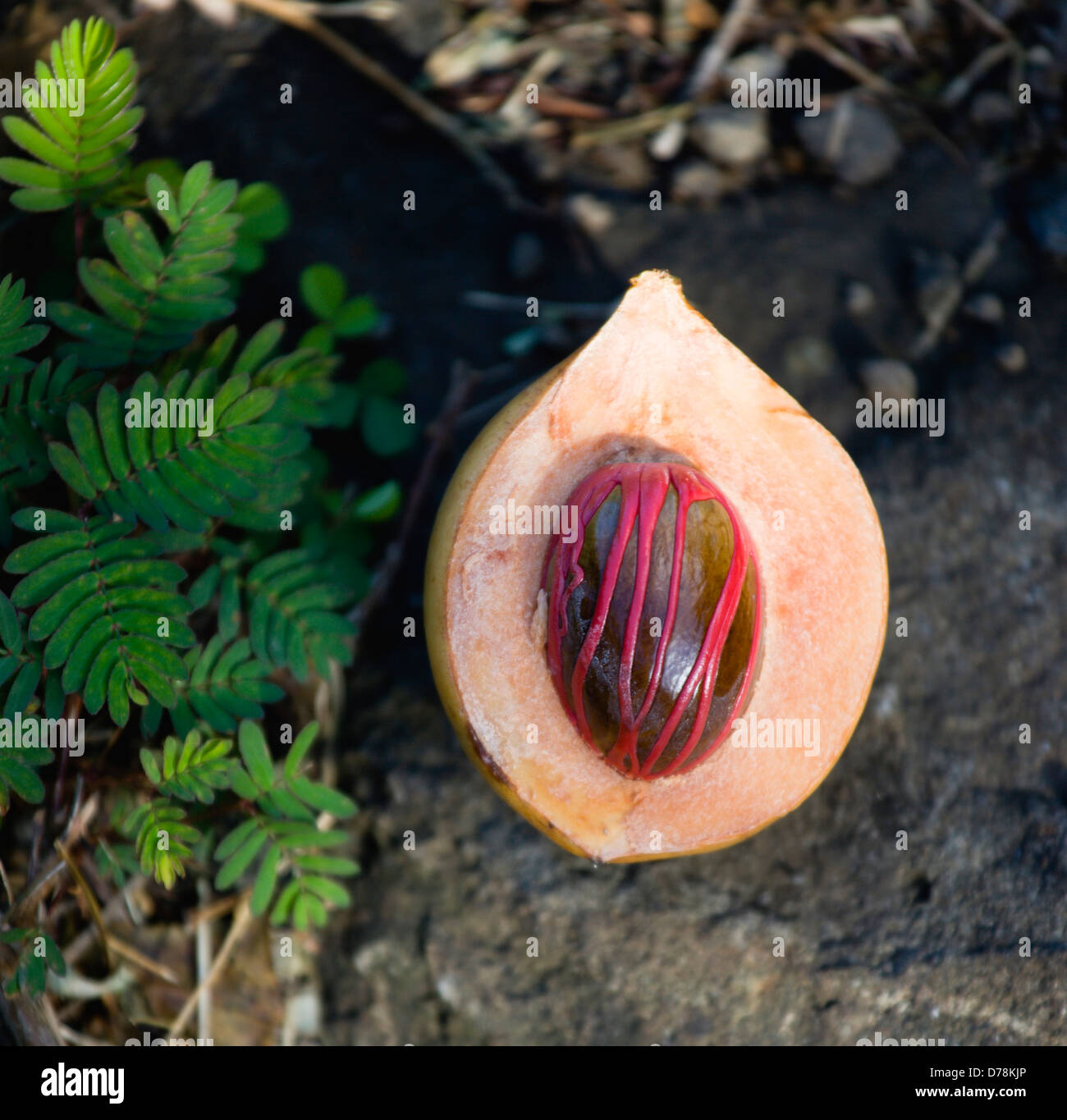 West Indies, Windward Islands, Grenada, Nutmeg fruit showing red mace