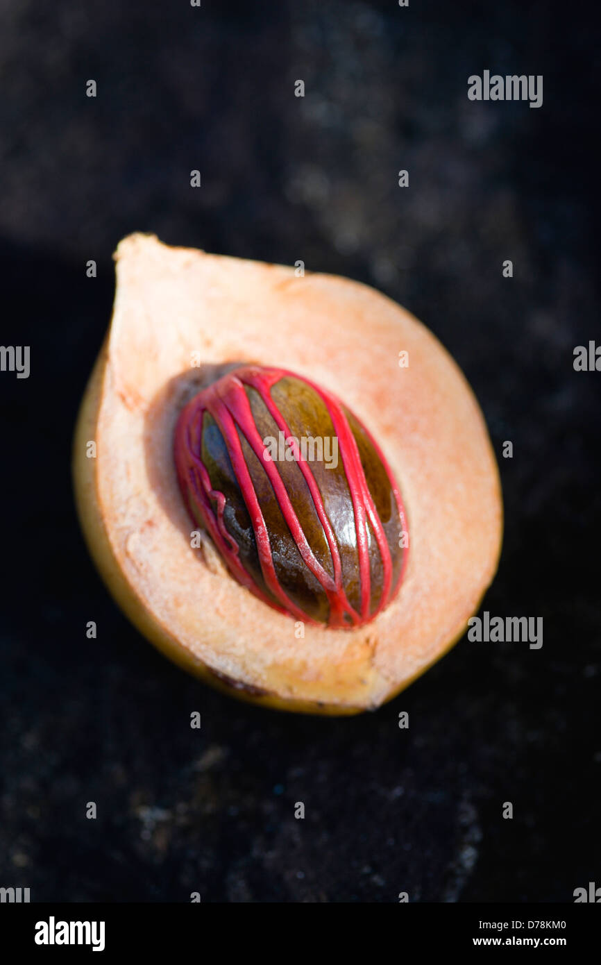 West Indies, Windward Islands, Grenada, Nutmeg fruit showing red mace