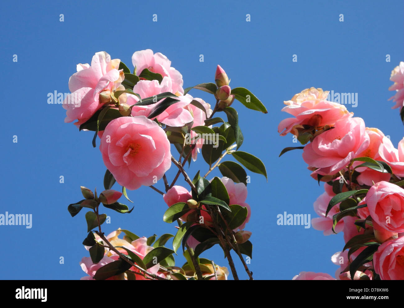 CAMELIA main image 0