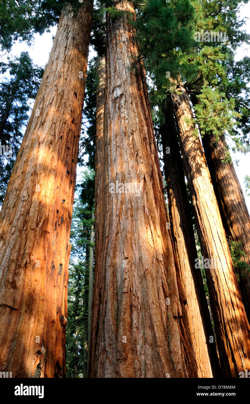 Tall, columnar trunks of Redwood, Sequoia sempervirens with rugged, red
