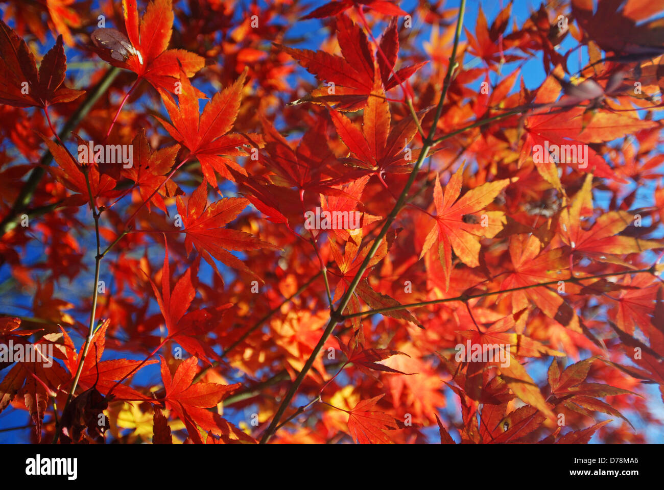 Red and orange leaves of Japanese maple in Autumn against blue sky ...
