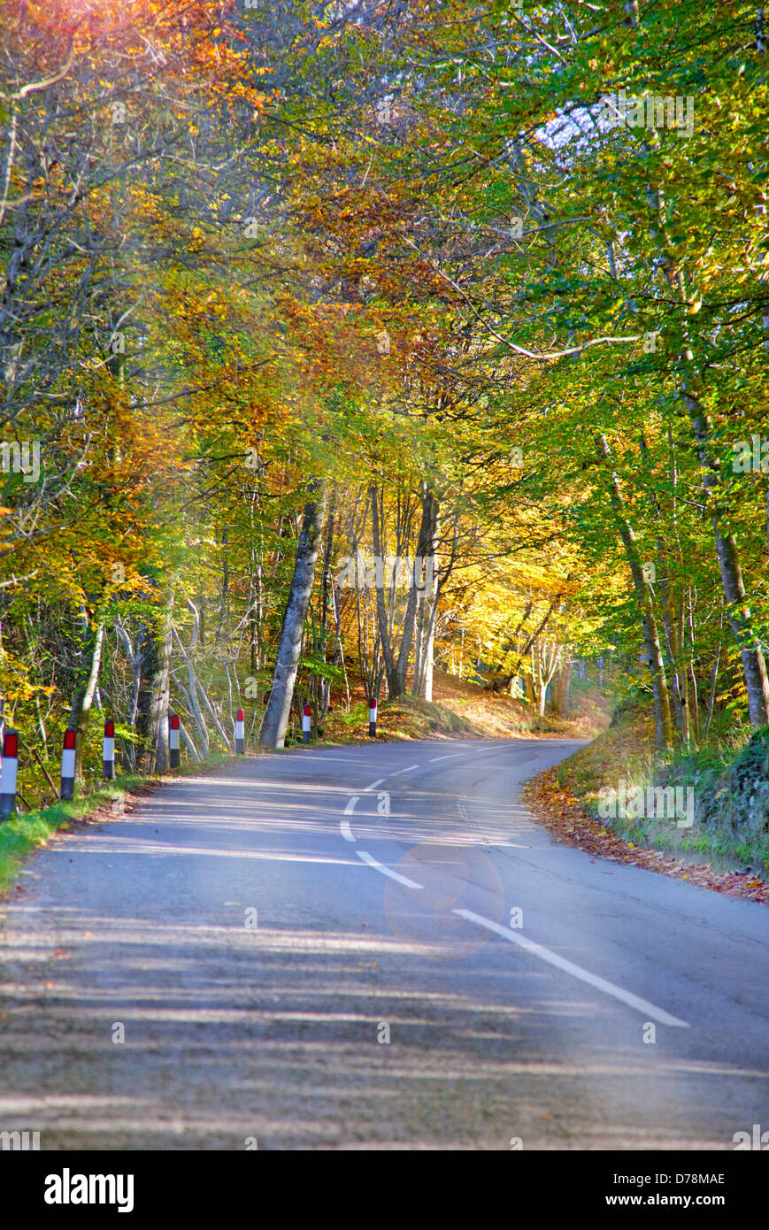 Sunlit tree lined autumnal road ,Near Dunkeld , Highland Perthshire, Scotland UK Sun rays through trees Stock Photo