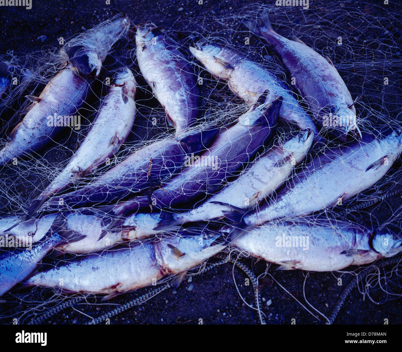 Wasted red or sockeye salmon in commercial fishing gill net either  intentionally cut loose to avoide being caught illegal fish Stock Photo -  Alamy