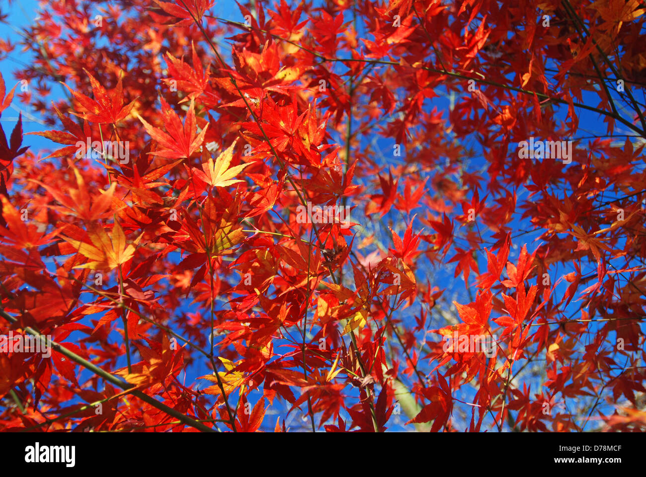 Red and orange leaves of Japanese maple in Autumn against blue sky ...
