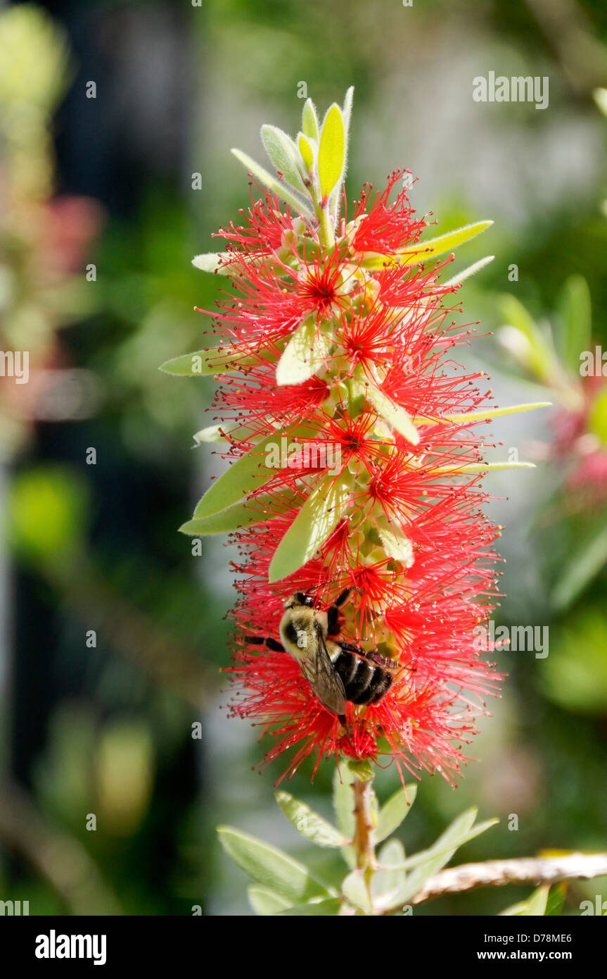 Bee on clustered flowers of Callistemon cultivar with profusion of protruding stamens giving a resemblance to a bottlebrush. Stock Photo