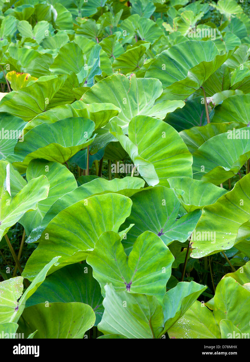Caribbean, West Indies, Grenada, St John, Detail of lush, green leaves of Yautia or Callaloo crop, Xanthosoma sagittifolium. Stock Photo